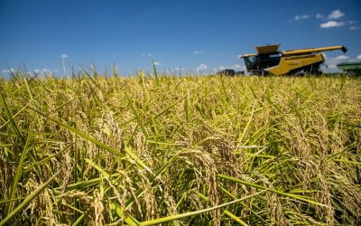 Improved Rice Milling Quality May Help Combat Food Insecurity