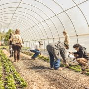 FARM SCHOOL — Farm School at the Center for Arkansas Farms and Food started back up in January. Public events will be held in March. (U of A System Division of Ag photo)