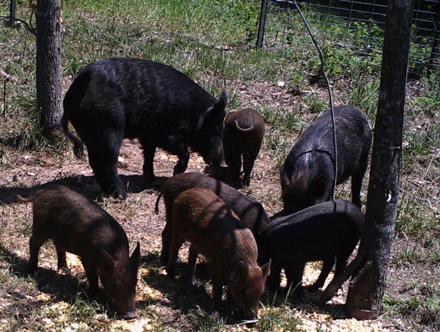DAMAGE SURVEY — Feral hogs, an invasive species, threaten native species like turkey and deer. A recent survey by the Arkansas Forest Resources Center estimates economic damages from feral hogs. (Courtesy Becky McPeake)