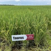 TAURUS — The new medium-grain rice Taurus from the University of Arkansas System Divisin of Agriculture offers significant yield advantage to Jupiter and Titan. (U of A System Division of Ag photo)