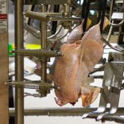 COLLABORATION — The Center for Scalable and Intelligent Automation in Poultry Processing, established by a $5 million USDA-NIFA grant, aims to adapt robotic automation to the poultry processing industry. (U of A System Division of Agriculture photo)