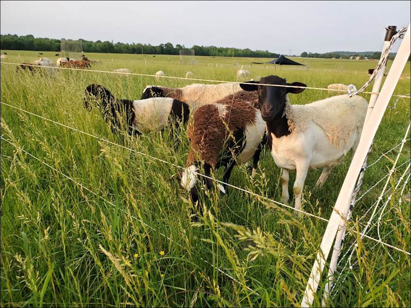 CLOVER STUDY — Dorper sheep graze at the Milo J. Shult Agricultural Research and Extension Center in Fayetteville. (U of A System Division of Ag photo)