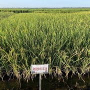 MEETING DEMAND — CLM05 is a new medium-grain Clearfield® rice developed by the University of Arkansas System Division of Agriculture rice breeding program. (U of A System Division of Agriculture photo)