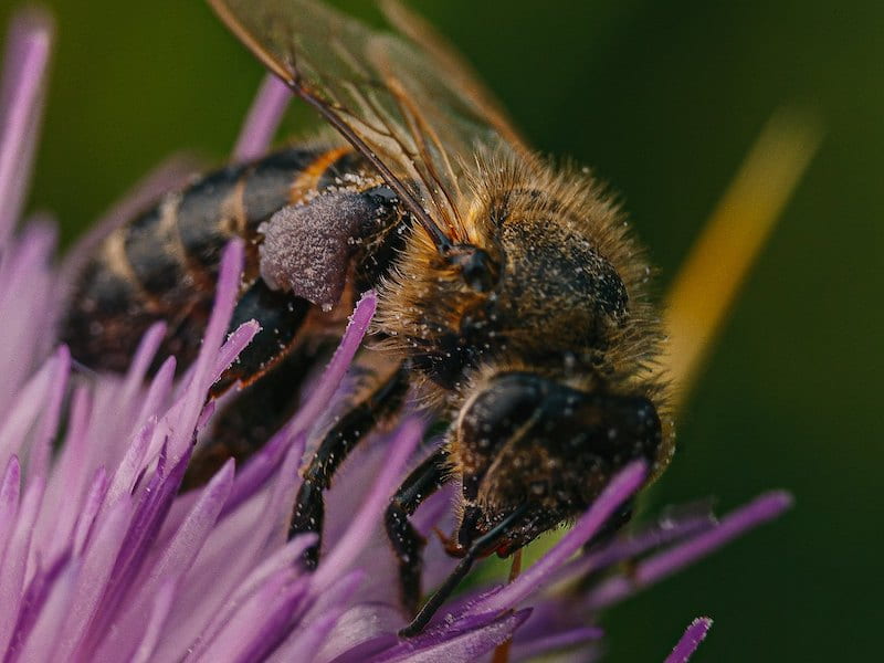 COLONIAL ANCESTOR — European dark honeybees, also known as German honeybees, were the standard managed pollinators in early colonial North America. (Stock photo courtesy of Raj Steven)