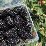BLACKBERRY SCIENCE — The U.S. Department of Agriculture is supporting Arkansas Agricultural Experiment Station research to improve blackberry breeding for consumer preference. (U of A System Division of Agriculture photo)