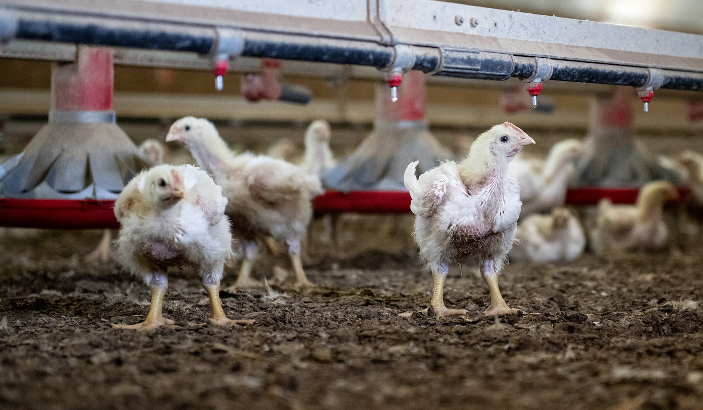 The Agricultural Experiment Station's poultry science department manages these 21-day-old chickens in a commercial poultry house at the Savoy Research Complex. (U of A System Division of Agriculture photo by Fred Miller)