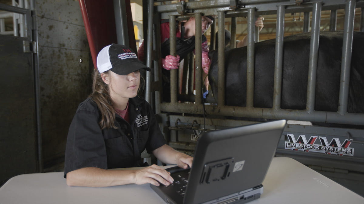 ULTRASONOGRAPHY — Brittni Littlejohn, assistant professor of animal science, and her graduate student, Carter Culp, conduct Doppler ultrasonography on the uterine artery of a pregnant cow.