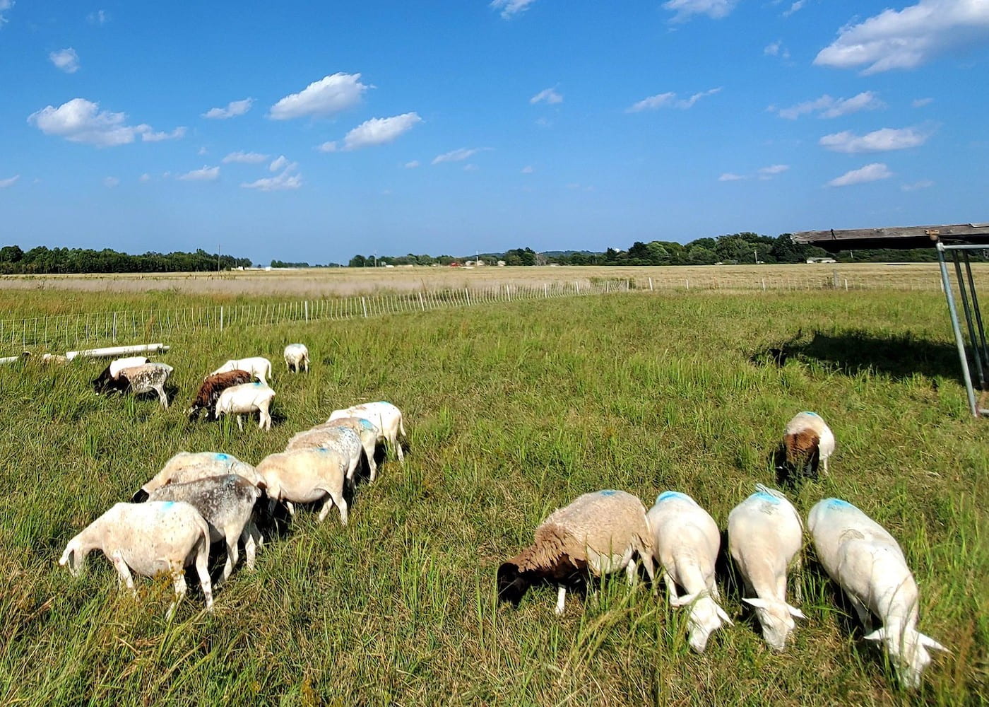 FIELD DAY — Sheep graze at the Milo J. Shult Agricultural Research and Extension Center in Fayetteville, site of the Oct. 28 Northwest Arkansas Small Ruminants Field Day. (U of A System Division of Agriculture photo)