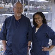 Billy Hargis, left, Distinguished Professor of poultry science, and poultry science Ph.D. student LaTasha Gray work with a commercial cross white turkey in their research