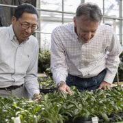 SPINACH RESEARCH — Ainong Shi, left, vegetable breeder and associate professor of horticulture with the Arkansas Agricultural Experiment Station, is the principal investigator of a multi-state initiative to develop disease-resistant spinach. A co-principal investigator is Jim Correll, right, Distinguished Professor of entomology and plant pathology with the experiment station. (U of A System Division of Agriculture photo)