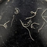 Barber pole worms, seen in a petri dish at the Division of Agriculture's parasitology lab, were a focus of the Northwest Arkansas Small Ruminants Field Day.