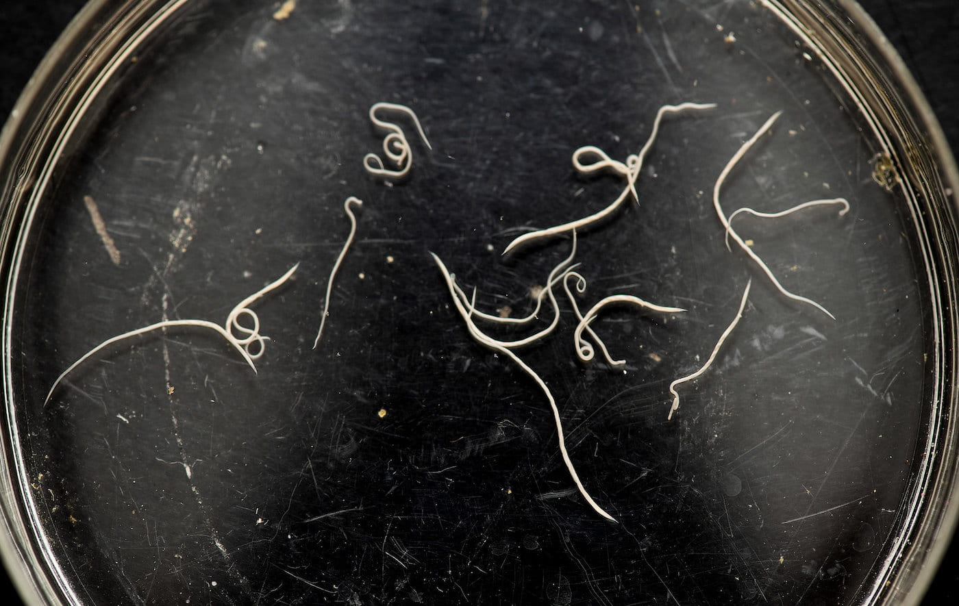Barber pole worms, seen in a petri dish at the Division of Agriculture's parasitology lab, were a focus of the Northwest Arkansas Small Ruminants Field Day.
