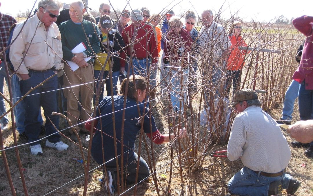 Clarksville Fruit Station to Host March 6 Pruning Workshop for Fruit, Pecan Growers