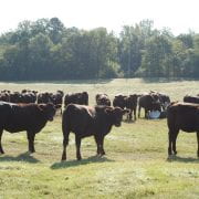 The Southwest Research and Extension Center near Hope is conducting a three-year study on calf weaning. Two groups are weaned in pasture, one with nose-to-nose mother contact and one in a nearby pasture without contact. A third group is weaned in a "dry lot" away from mothers. (U o fA System Division of Ag photo)