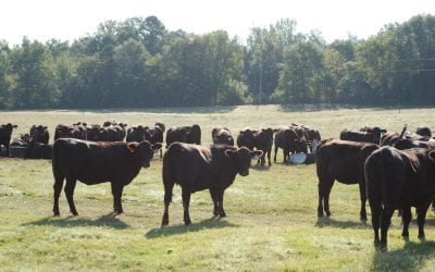 Cattle Buying, Steak Sampling Coming to the 2024 Beef and Forage Field Day in Hope