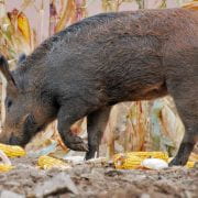 Feral hogs are lured to a trap with corn. (Photo courtesy Laurie A. Paulik, USDA Wildlife Services)