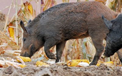 Feral Hog Damage Assessment Provides Deeper Understanding in Three States