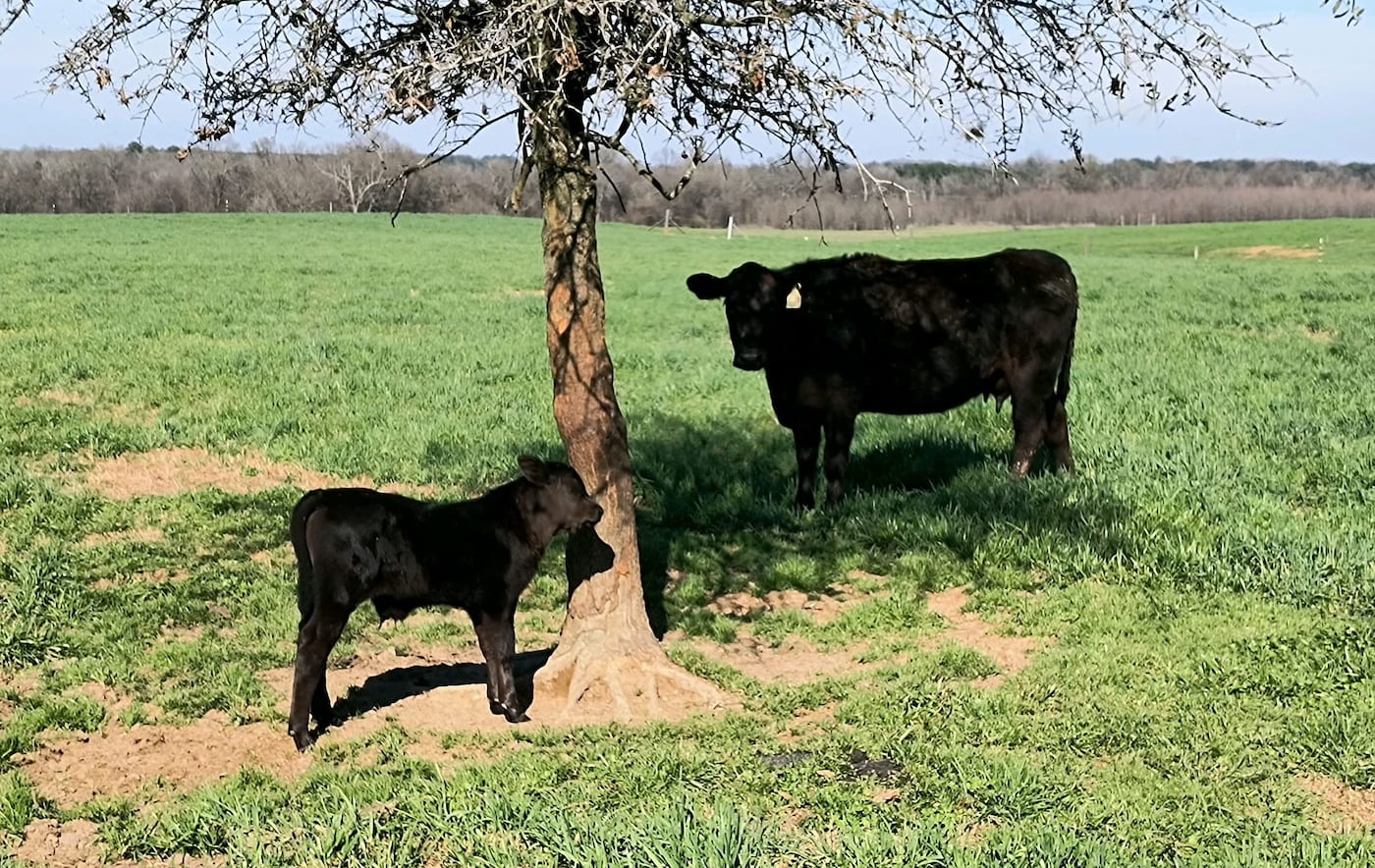 PRE-WEANED TREATMENT — Calves in a study at the Southwest Research and Extension Center in Hope showed more advancement when dewormed before being weaned. (U of A System Division of Agriculture photo)