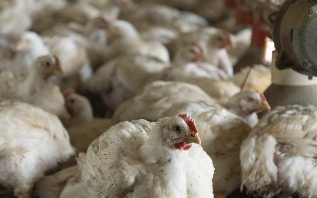 International Avian Influenza and One Health Emerging Issues Summit Set for Fall 2024