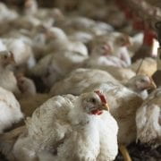 A densely packed group of white chickens inside a poultry farm, with one chicken in the foreground slightly more in focus than the others.