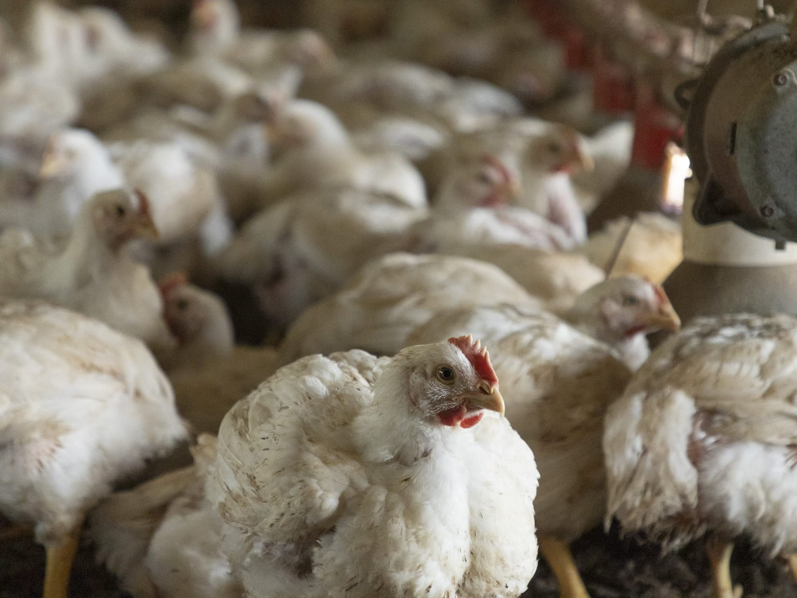 A densely packed group of white chickens inside a poultry farm, with one chicken in the foreground slightly more in focus than the others.