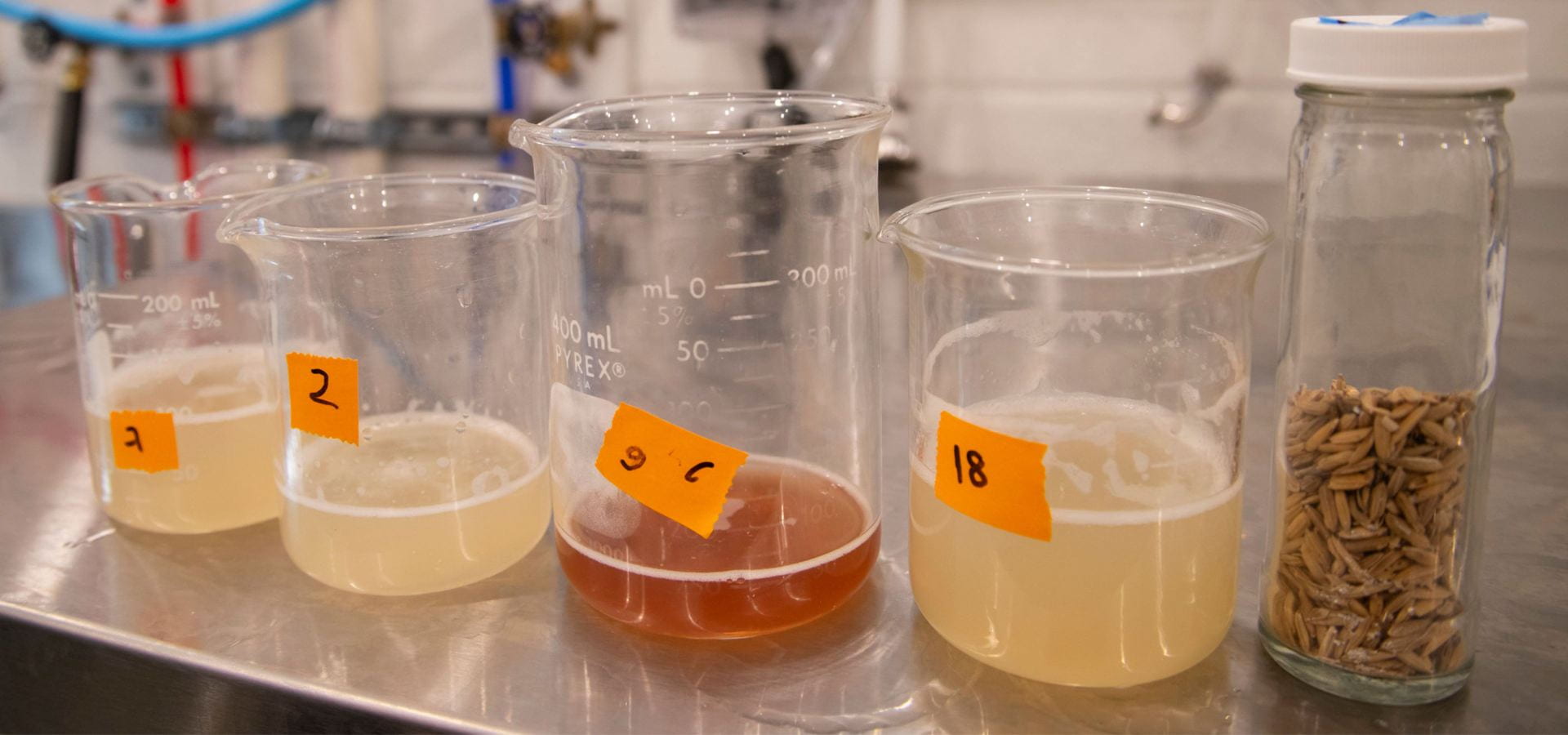 Four numbered laboratory beakers with varying amounts and colors of liquid ranging from pale yellow to amber on a metal surface, alongside a glass jar partially filled with grain kernels.