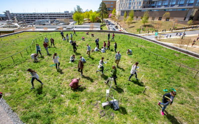 Meet Rufus, Your Friendly Campus Green Roof