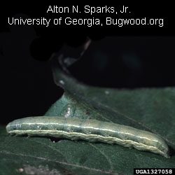 Beet armyworm