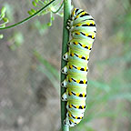 Black swallowtail caterpillar (parsleyworm)