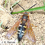 Cicada killer