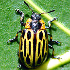 Cottonwood leaf beetle
