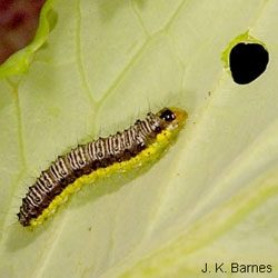 Cross-striped cabbageworm