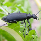 Ebony blister beetle