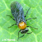 Mallow or hibiscus sawfly