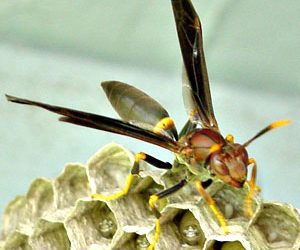 Ringed paper wasp