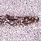 Snake-worm