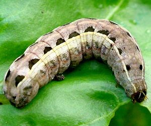 Southern armyworm