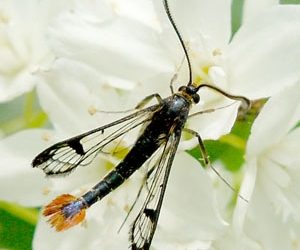 Maple clearwing moth