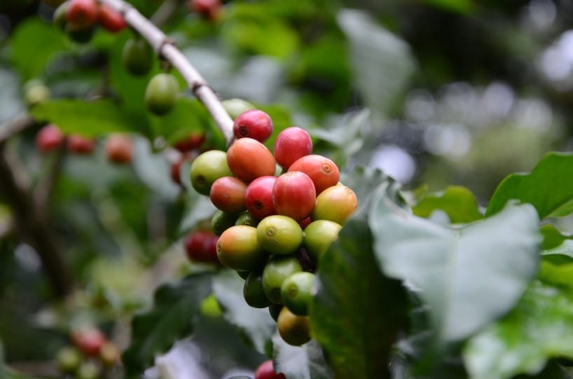 Coffee Cultivation as a Tool for International Ag Development