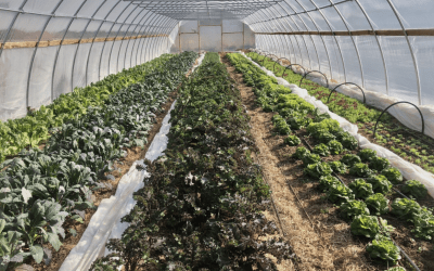 Grow More with High Tunnels