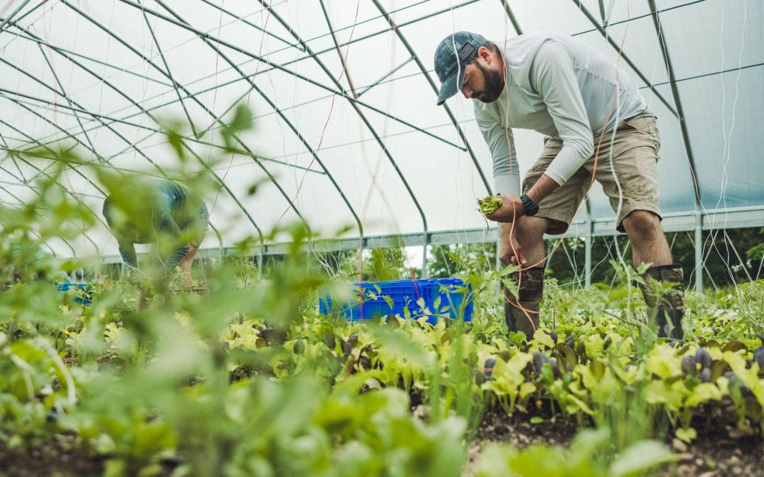 Pandemic Urban Garden Launches a Farming Dream