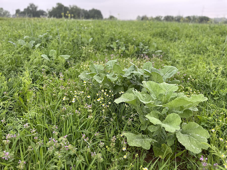 Cover Cropping for Soil Health and Weed Control