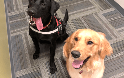De-Stress With Therapy Dogs in Mullins Library During Finals