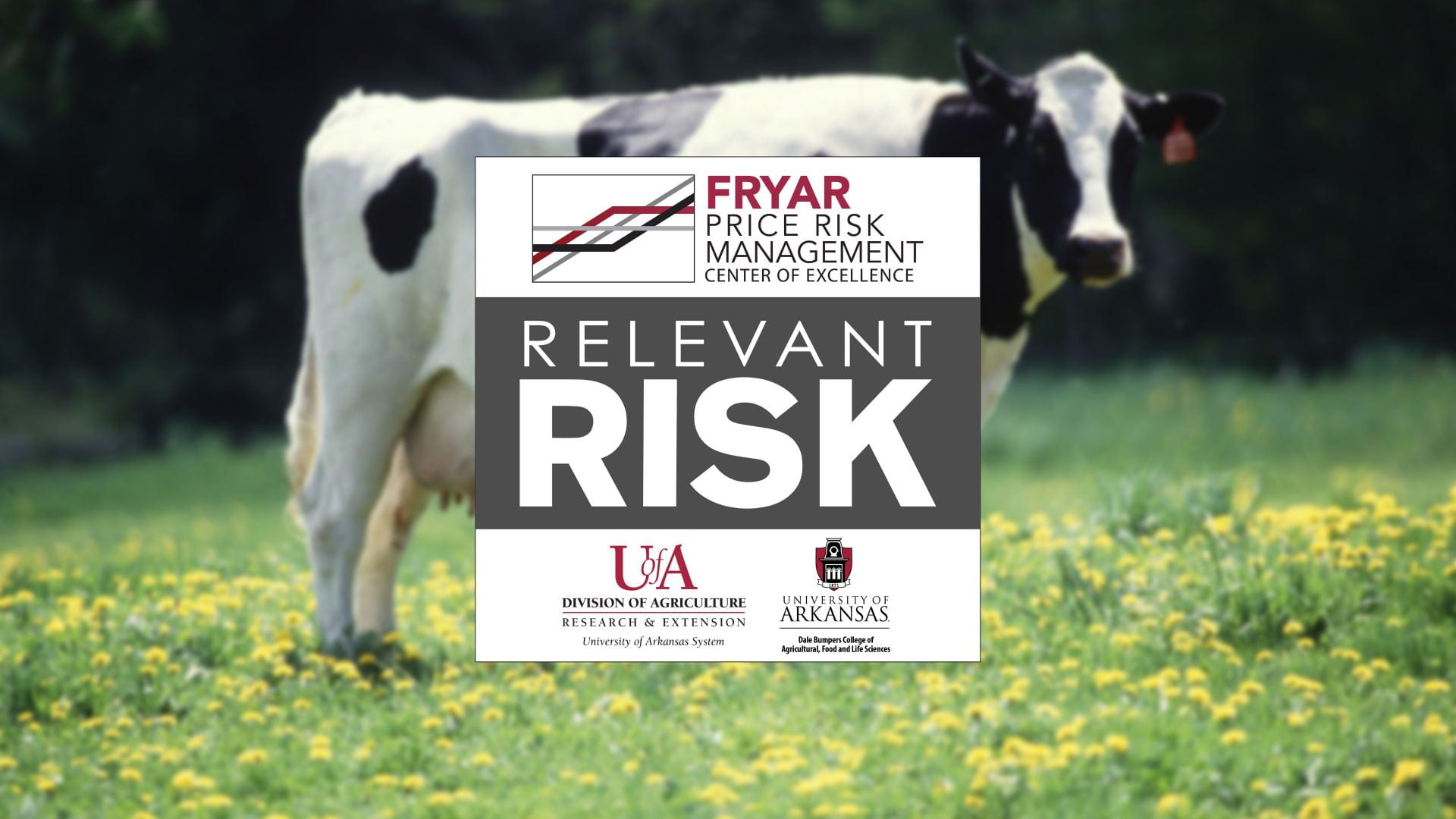 Cow in meadow with Relevant Risk podcast logo in front