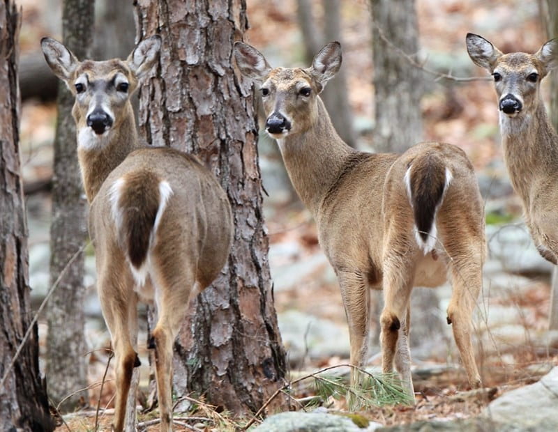Geneticists Discover Historic Legacy of White-Tailed Deer in Arkansas