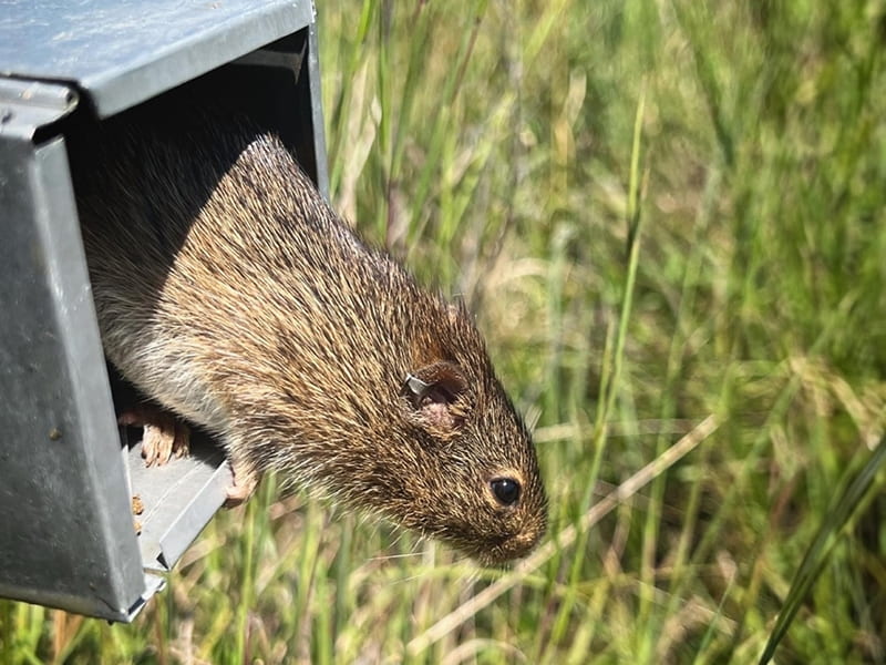 Biologists Discover New Rodent-Based Virus