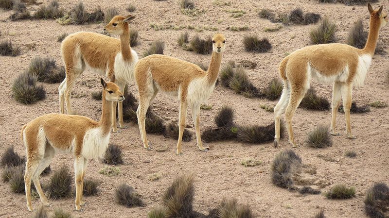 A Day in the Life of a Vicuña