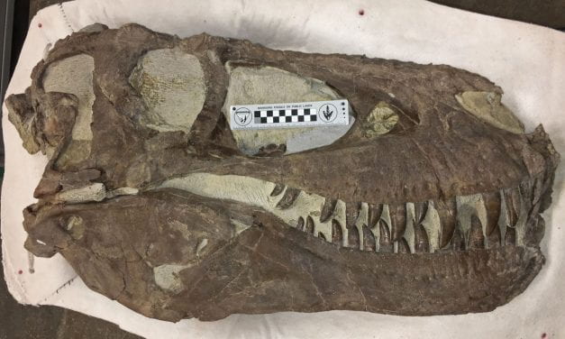 Fearsome Tyrannosaurs Were Social Animals, Study Suggests