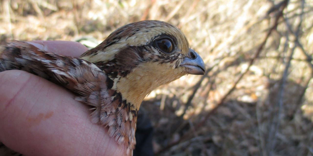 Hunting for Ways to Protect the Northern Bobwhite