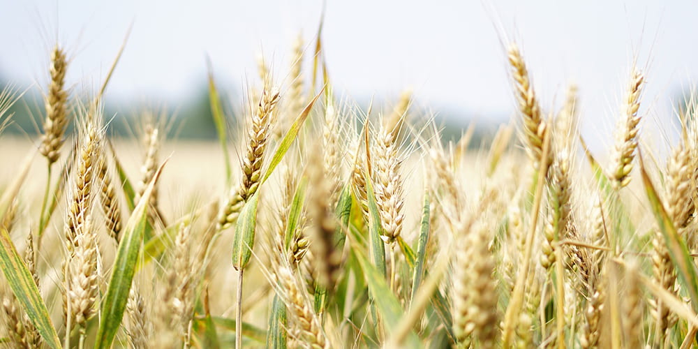 Study: Climate Change Could Cause Drought in Wheat-Growing Areas
